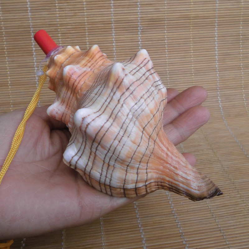 大型巻き貝 - 自然の螺旋状の貝殻、子供と家の装飾に