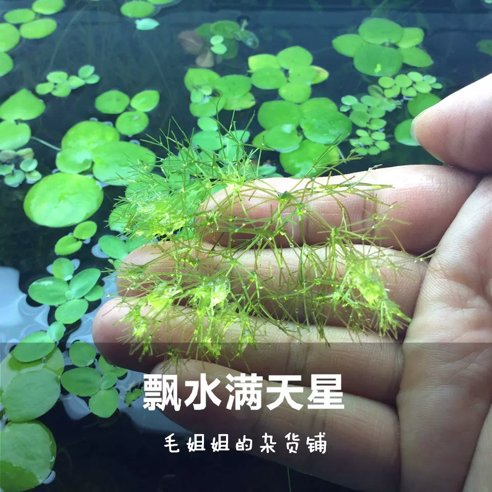 满天星虾缸鱼缸草缸吸收水中no3硝化菌水草水族幼虾躲避5cm一份