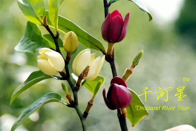 嫁接紫花含笑墨紫含笑苗香蕉花深山盆栽庭院植物浓香型