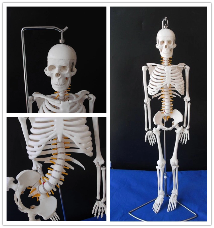 人体骨骼模型45 85CM骨架模型人体脊柱模型脊椎模型医学骨骼骷髅-Taobao