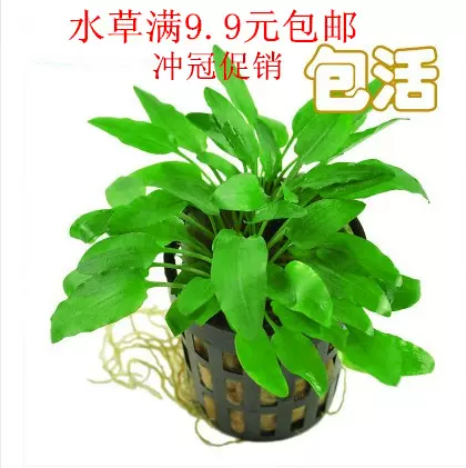 鱼缸造景装饰植物阴性真水草迷你绿温蒂椒草小青椒
