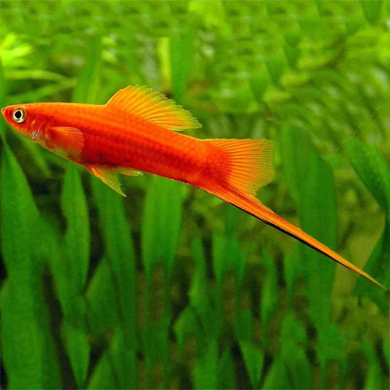 紅劍魚紅箭魚淡水魚熱帶魚觀賞魚活體草缸魚月光魚紅色小型魚活體 Taobao