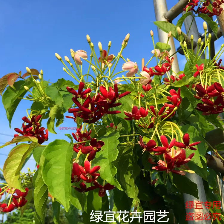 大苗使君子花苗包邮庭院爬藤植物花卉花期长五彩夜来香