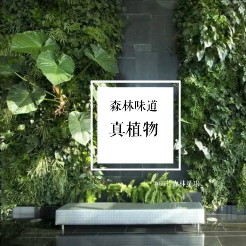 新品66号森林星球定制创意智能真植物墙自动浇水绿植隔Z断背景立-Taobao