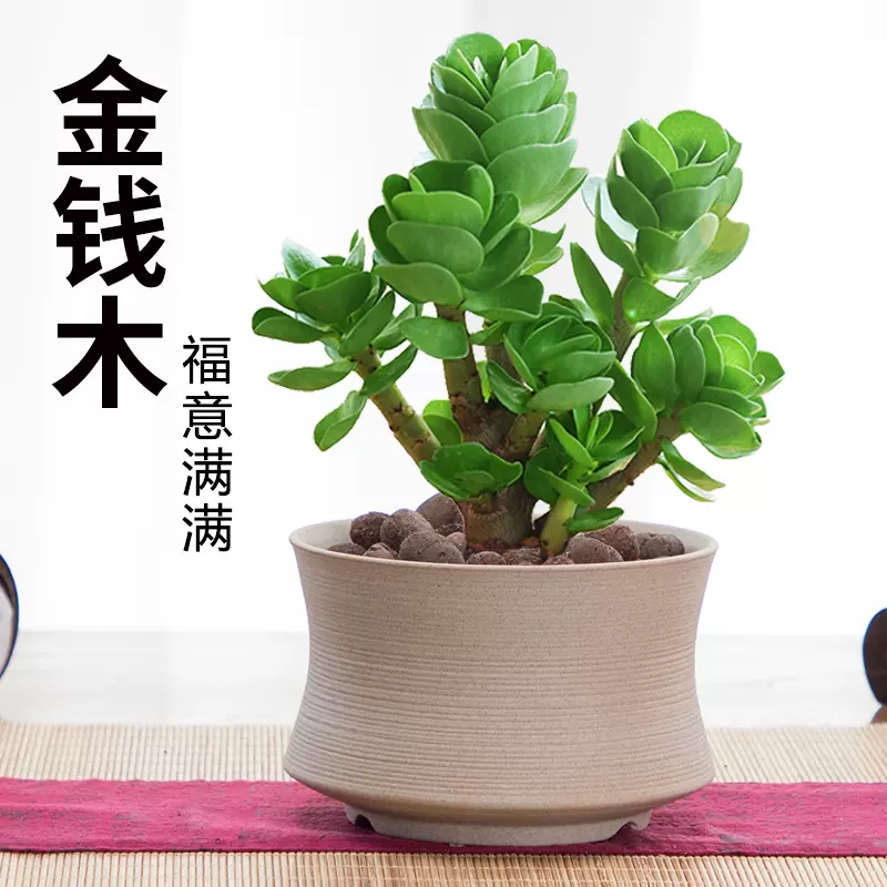 金钱木盆栽老桩多肉植物招财室内办公室桌面好养绿植