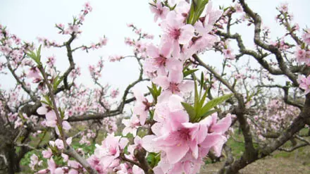 墨潭桃花岛图片