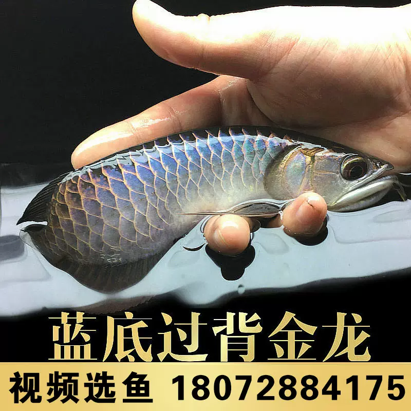 古典藍底過背高背金龍魚活魚練手紅龍活體小紅龍苗寶石紅龍熱帶魚-Taobao