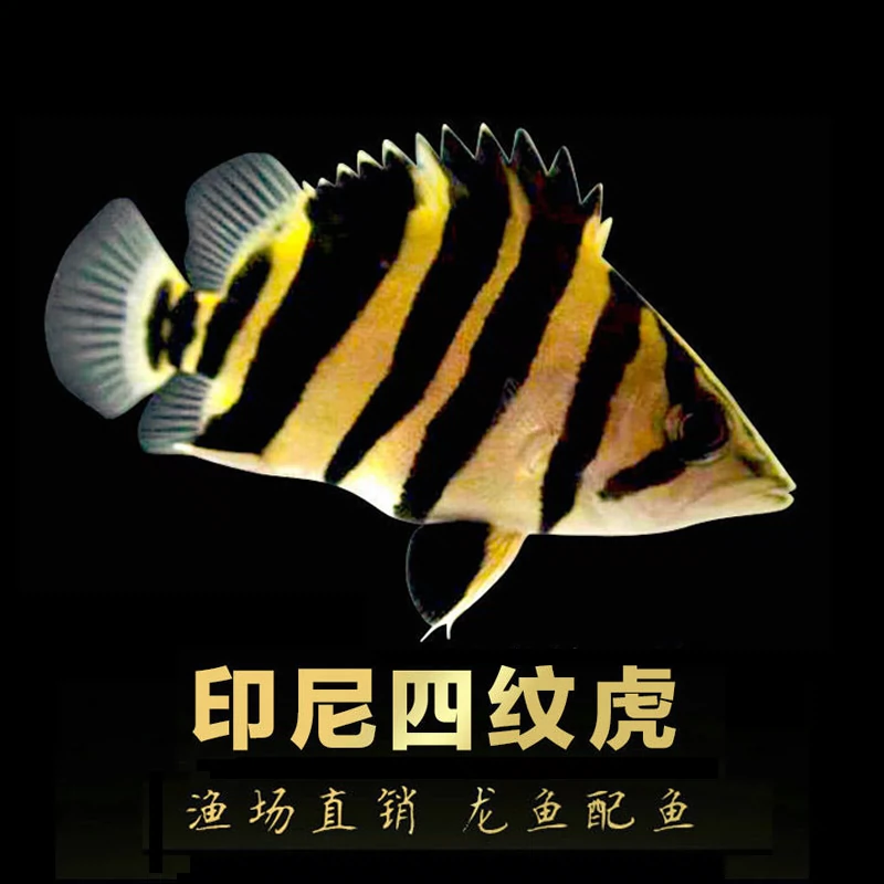 印尼虎魚活體三紋虎魚苗泰國虎四紋虎蘇門答臘虎紅龍魚金龍魚活魚 Taobao