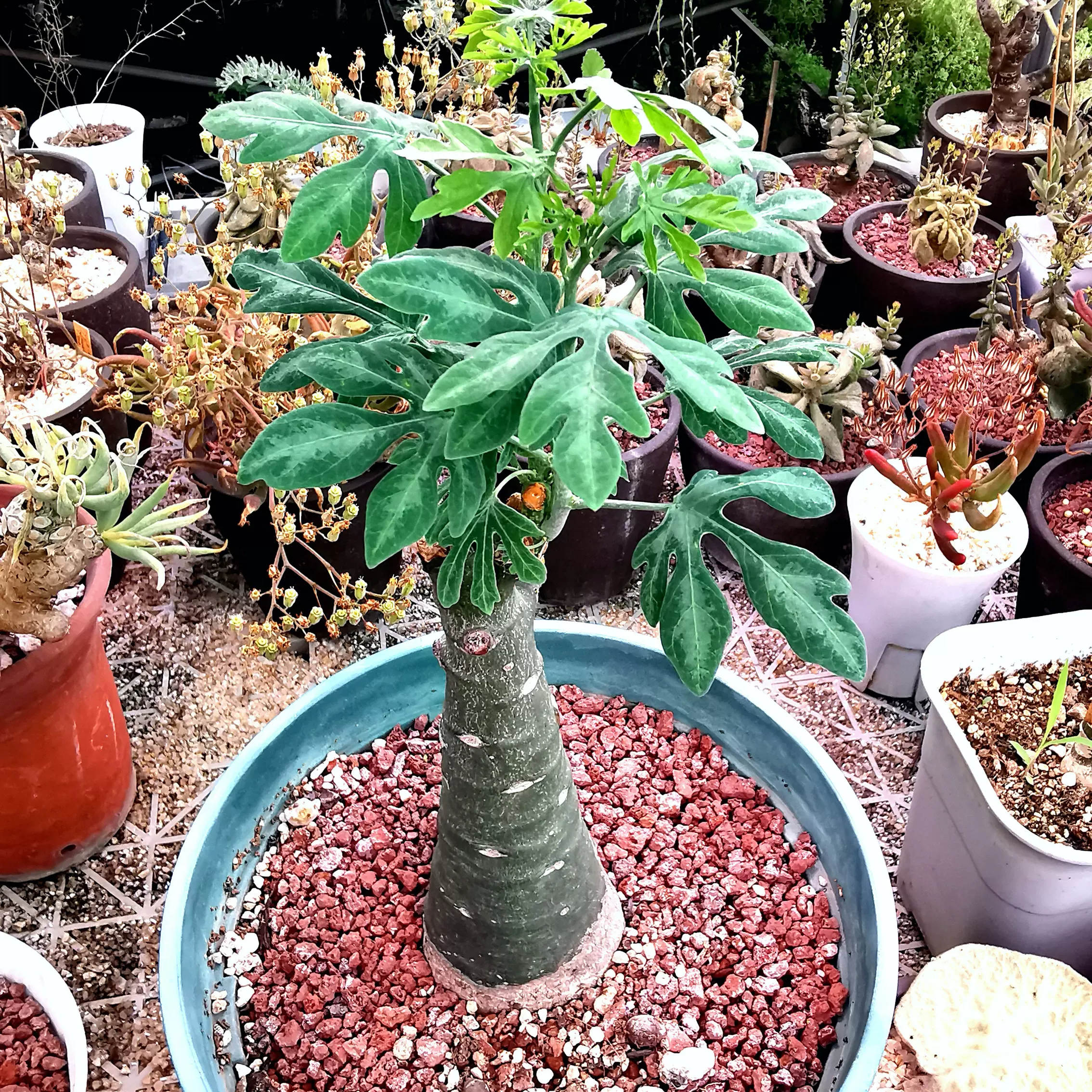 ペラルゴニウム トリステ 特大サイズ コーデックス 冬型 【公式通販】