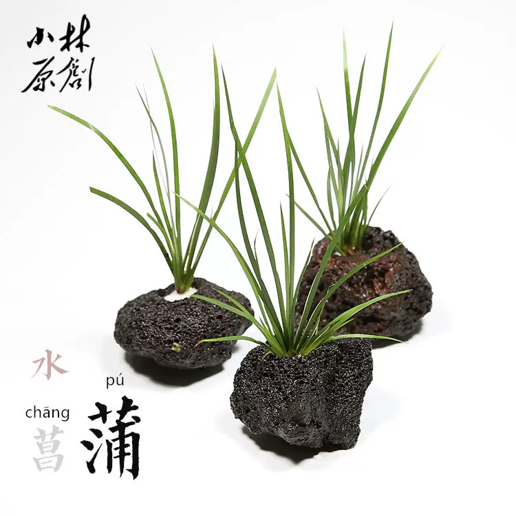 魚缸造景定植淡水水草水菖蒲半水全水種植陰性易養水草桌面植物 Taobao