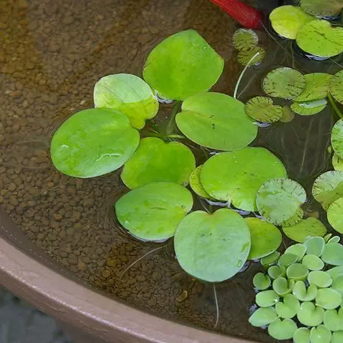 虾缸浮萍水草造景水族箱活体长须台湾圆形浮