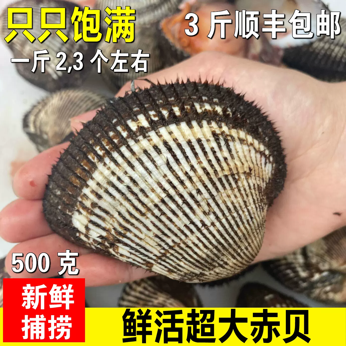 鮮活野生超大赤貝刺身大個血蛤雪蛤海鮮水產新鮮毛蛤