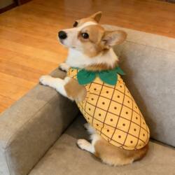 Pet Dog Clothes, Spring and Autumn Style, Super Cute Pineapple Outfit, Skin-Friendly Vest for Medium-Sized Dogs Like Corgi, Shiba Inu, and French Bulldog