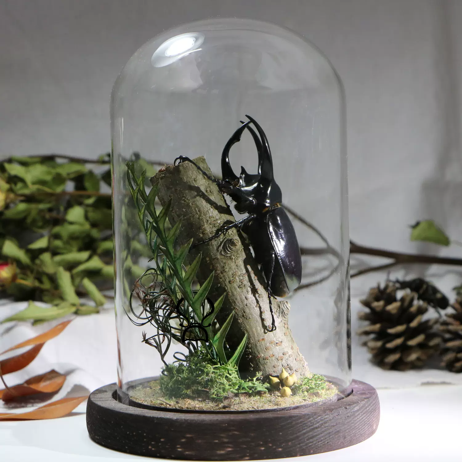 森林力士甲虫标本大兜虫昆虫金龟生态微景观工艺品男士礼物收藏-Taobao