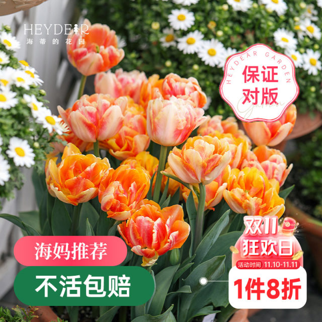 Heidi's garden tulip bulb 5-degree ball flame flag balcony potted courtyard can be planted with bulbs and sea mother