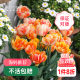 Heidi's garden tulip bulb 5-degree ball flame flag balcony potted courtyard can be planted with bulbs and sea mother