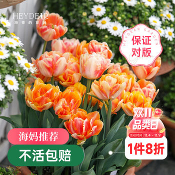 Heidi's Garden Tulip Bulbs Foxtrot