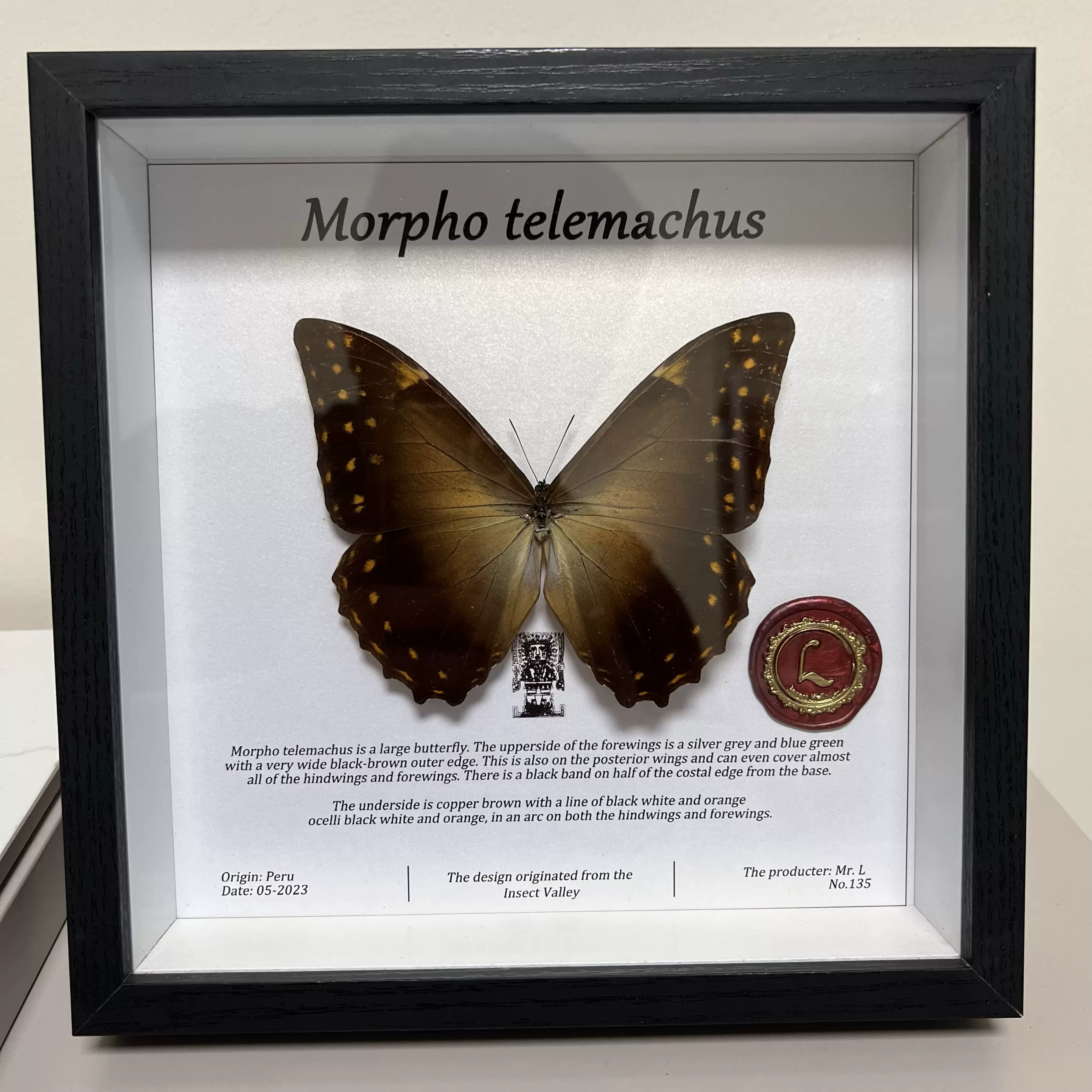 小堀遠州筆 萝字蝶之画 小堀遠州筆 萝字蝶之画 -