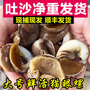 
Fresh cat eye snails, large sand snails, extra large fresh fragrant snails, seafood, conch snails, and no sofas for spitting