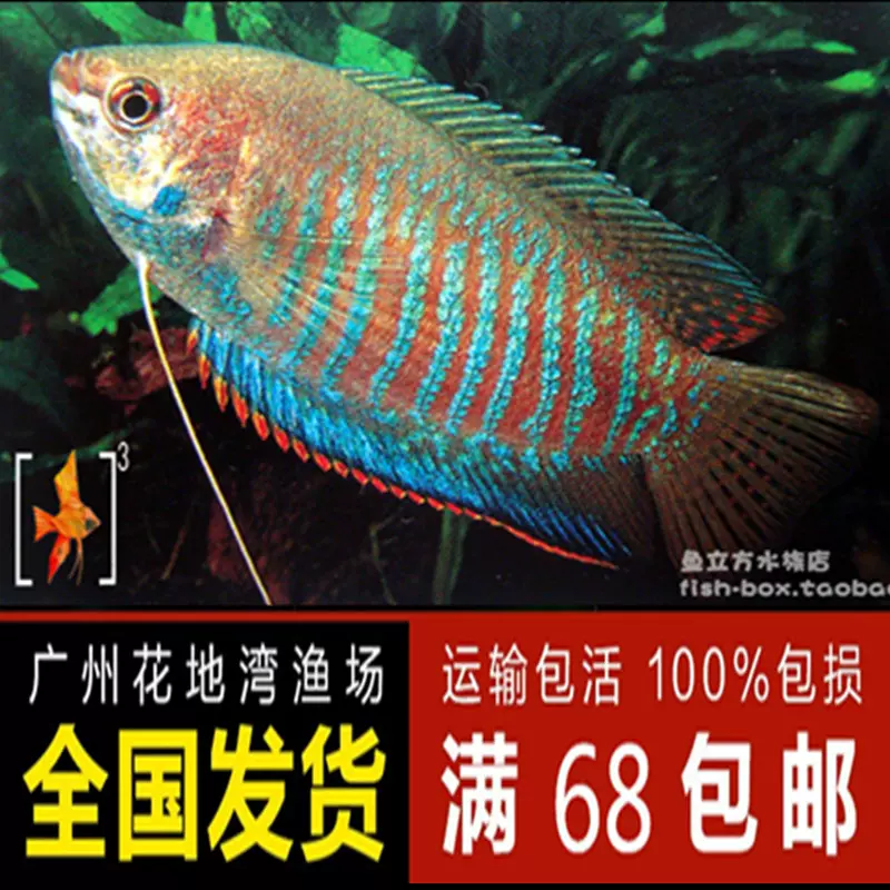 印度麗麗花手巾魚5 6cm 迷鰓科熱帶觀賞魚活體
