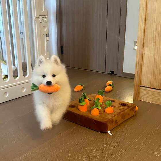 
Pet dog toy, carrot pulling, self-stimulation, boredom relief artifact, bite-resistant puzzle, sniffing toy, cat consumption of energy