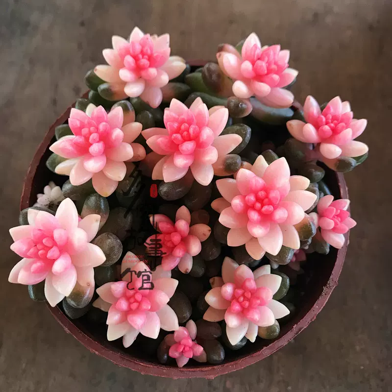 滿額包郵多肉故事館 粉色赤豆 稀罕品種新手四季好養防