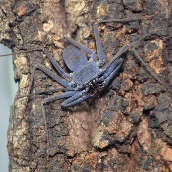 海南韦氏鞭蛛 热带雨林无鞭目恶魔之手凶猛岩壁宠物造景观察活物