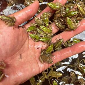 
Little frog artificially breeding rice fields black spotted frog feed live bait packs live oxygen sealing live pets