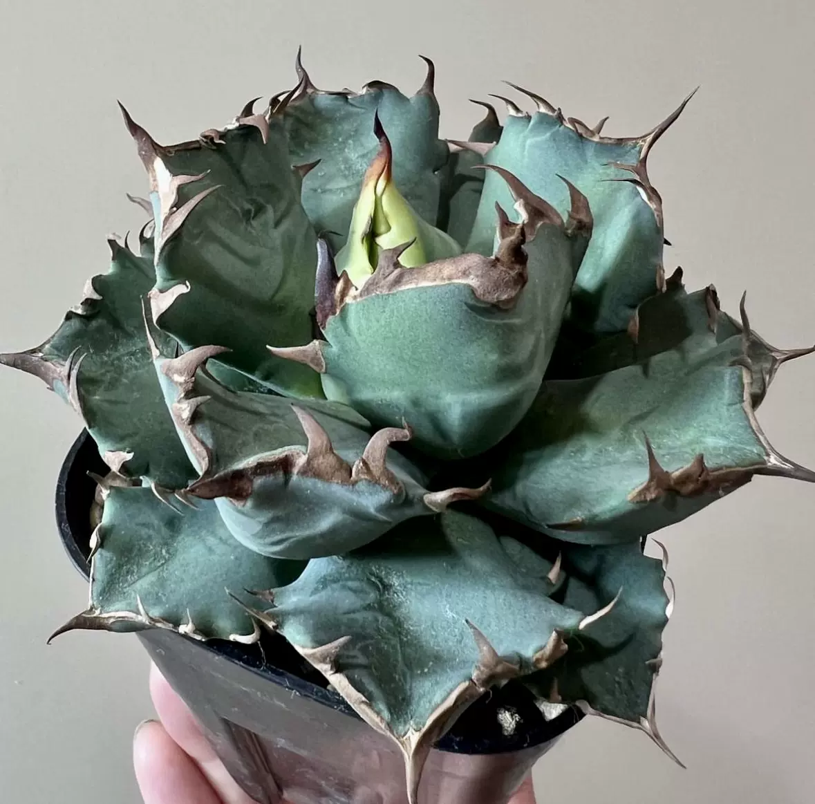 姬嚴龍 Agave Titanota Dwarf厚葉仁王冠龍舌蘭珍奇塊根植物盆栽-Taobao