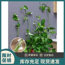 Pothos wall climbing artifact fixed climbing clip
