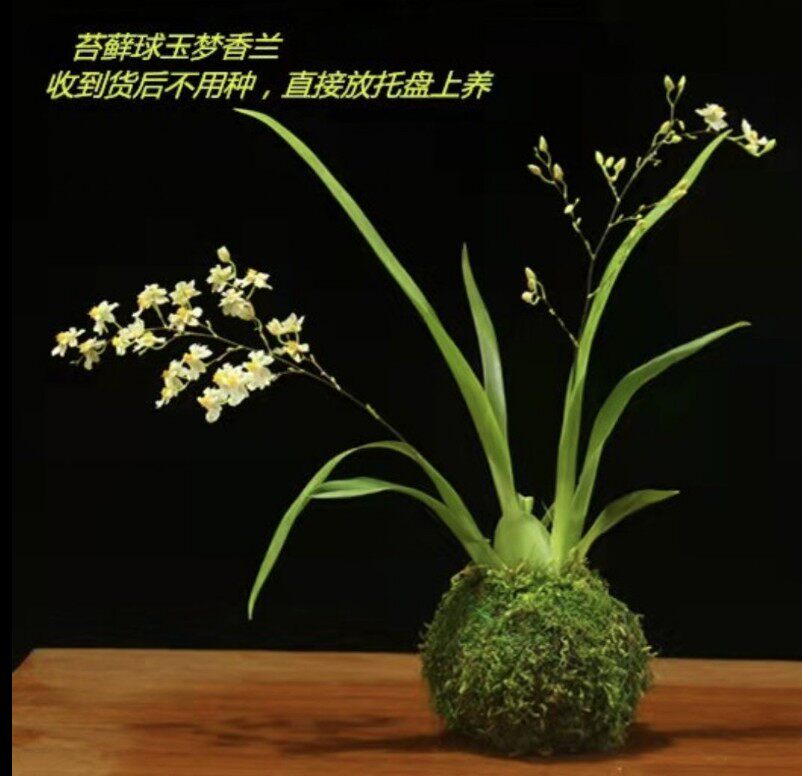 ONCIDIUM 꿈 향기로운 난초 수경법 새싹 수경 재배 ONCIDIUM 수경 화분 게으른 냄비 특별 향수-