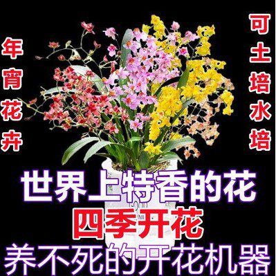 ONCIDIUM 꿈 향기로운 난초 수경법 새싹 수경 재배 ONCIDIUM 수경 화분 게으른 냄비 특별 향수-