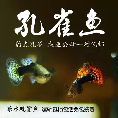 豹点蕾丝孔雀鱼热带观赏鱼凤尾淡水宠物鱼小型鱼活体公母一对包邮- Taobao