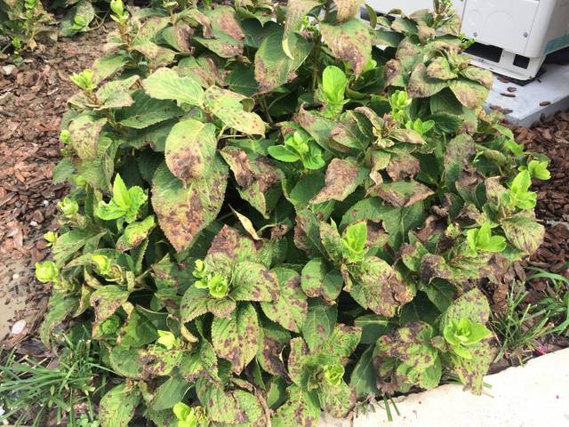 病毒太强:比如炭疽病的孢子,可借雨水传播环境太差:比如种植密集不