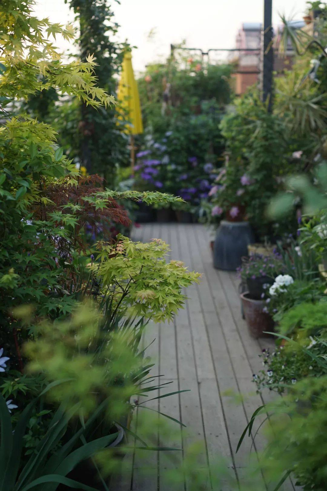 屋顶花园种花?就选这几种高颜强健的