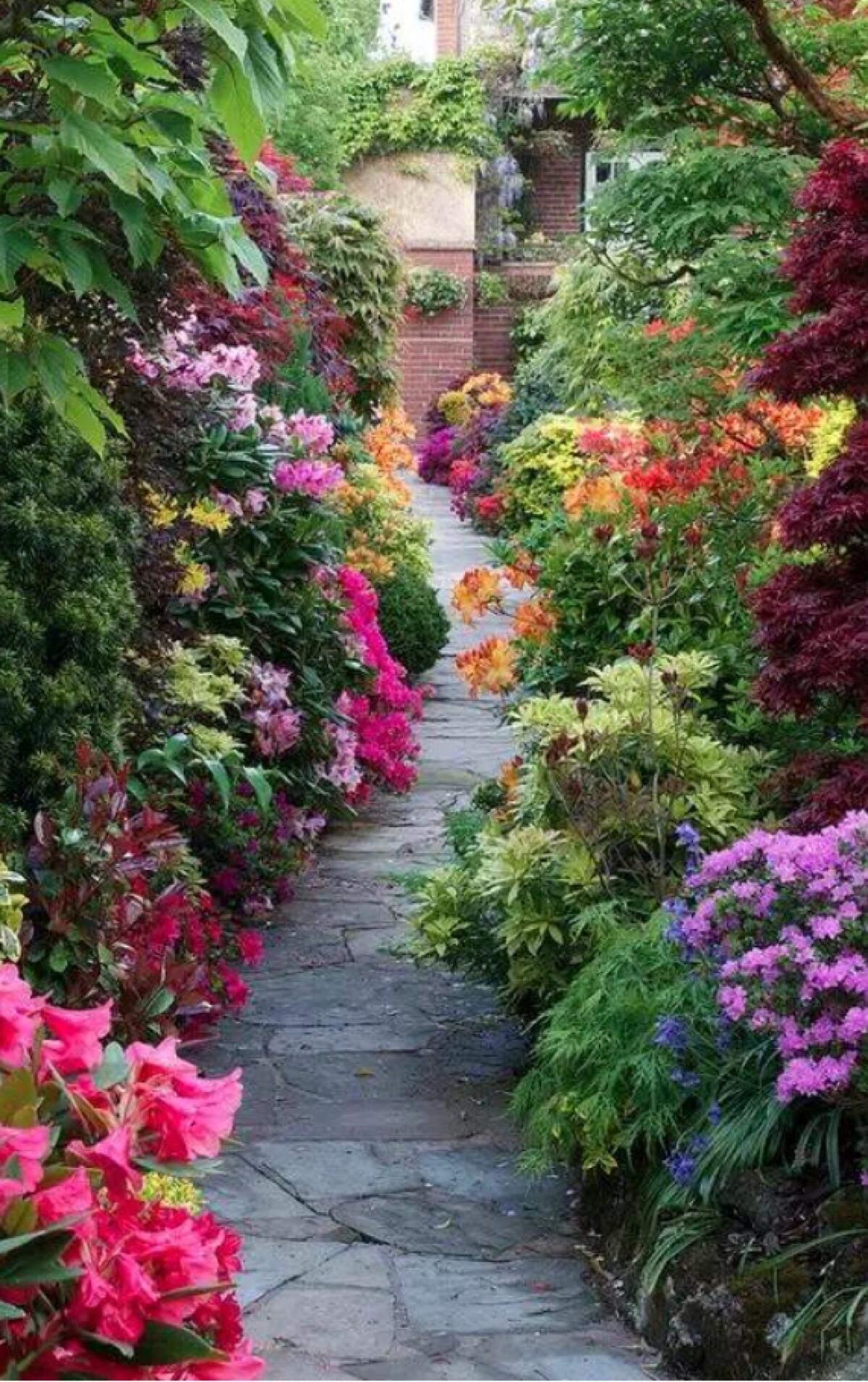 园艺攻略|夏日花园推荐植物-乔灌木类