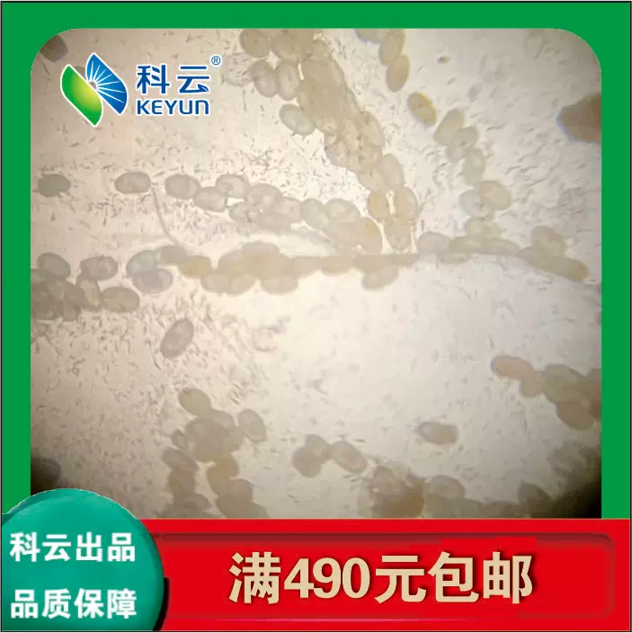 小菜蛾卵实验生测教学活体昆虫小青虫虫卵孵化率60