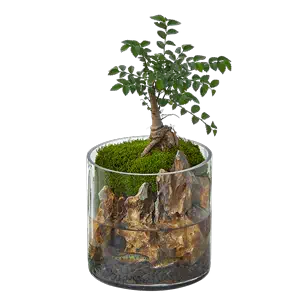 bonsai micro landscape bottle Latest Authentic Product Praise 