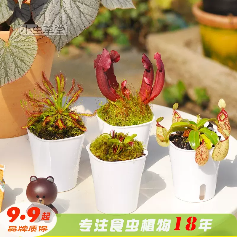 食虫植物套装组合盆栽食虫草捕蝇草食人花猪笼草