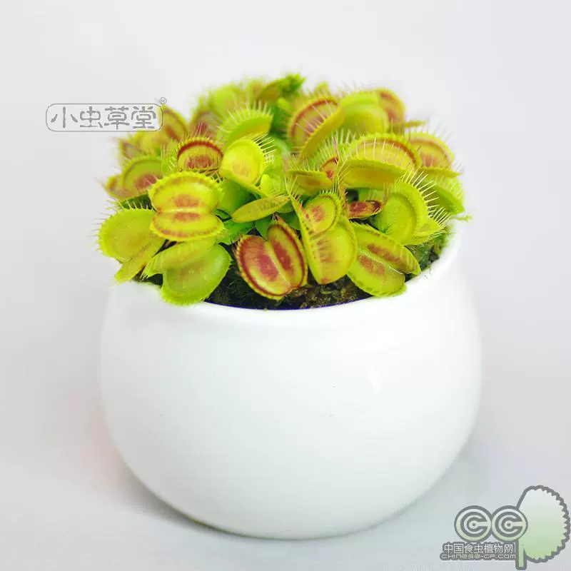 宝贝捕蝇草食虫植物盆栽食虫草食人花吃蚊子苍蝇室内