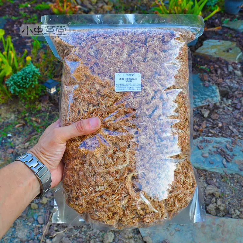 水苔智利进口小虫草堂食虫草植物粉蝴蝶兰花捕蝇