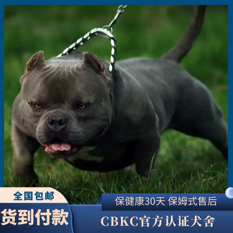 美国恶霸犬幼犬活体出售纯种微体口袋体有血统证蓝灰色恶霸犬幼崽 Taobao