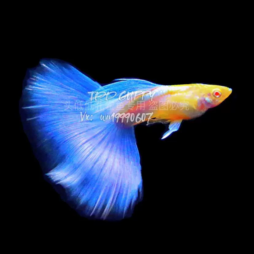 天空藍白大c蝶翼精品孔雀魚熱帶魚鳳尾魚小型淡水魚純種 天空藍白大c蝶翼精品孔雀魚熱帶魚鳳尾魚小型淡水魚純種