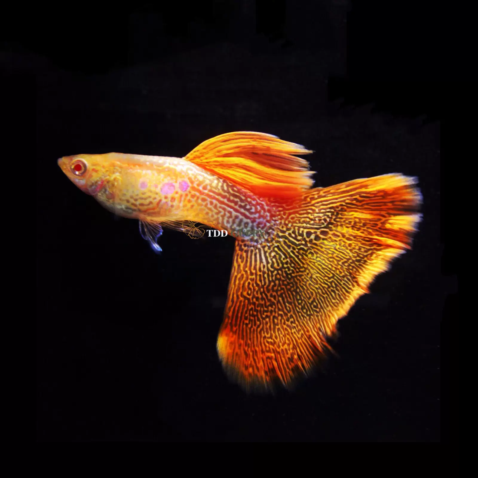 臺系紅蕾絲白子精品孔雀魚熱帶魚鳳尾魚小型淡水魚純種活體寵物