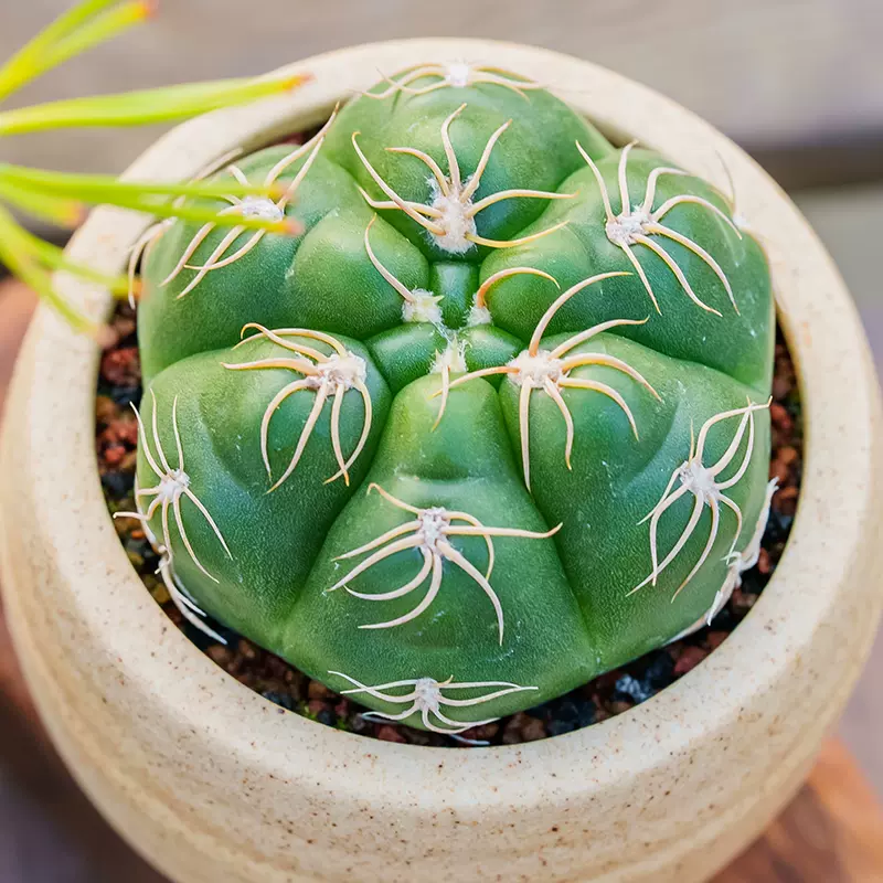 曲刺海王仙人球实生开花好看多肉植物Gymnocalycium denudatum-Taobao