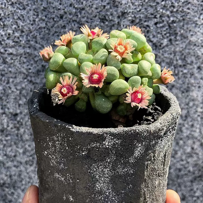 唐扇Aloinopsis schooneesii 多肉植物块根实生番杏-Taobao