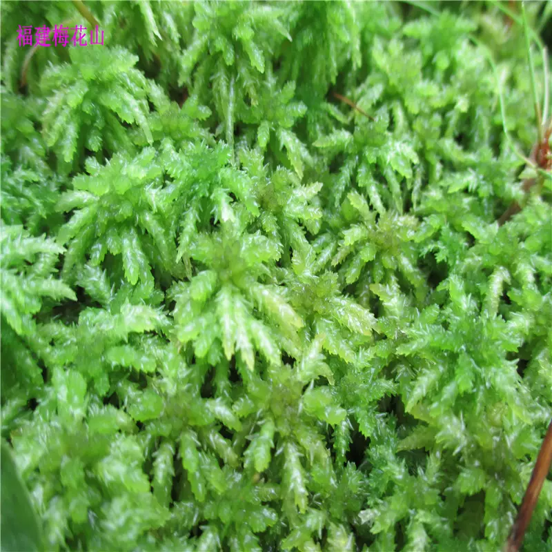 泥炭藓水苔苔藓花卉水陆缸活水苔水草食虫植物铺盆栽