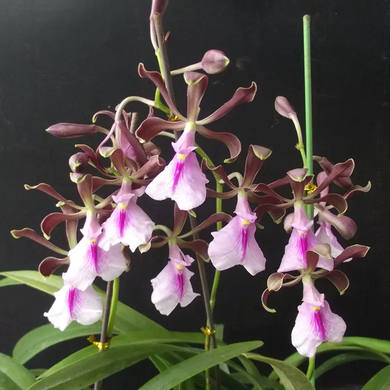 盆栽花卉兰花洋兰大球茎树兰enc Cordigera鹅蛋带香味