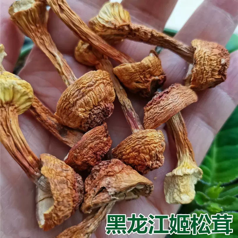 ④天然松茸 255g 14日午後採取-