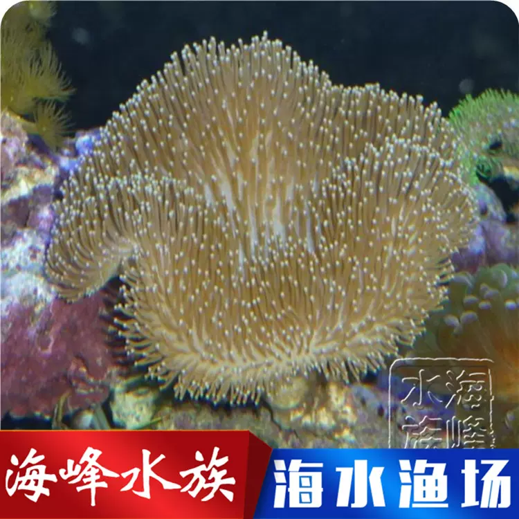 印尼花环皮革珊瑚活体海水鱼小丑鱼海缸海峰水族